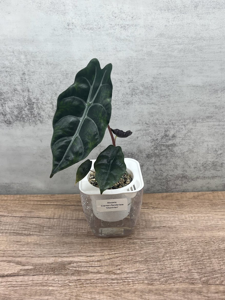 Alocasia Cuprea x Sanderiana 'Chantrieri'