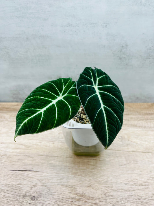 Alocasia Reginula 'Black Velvet'