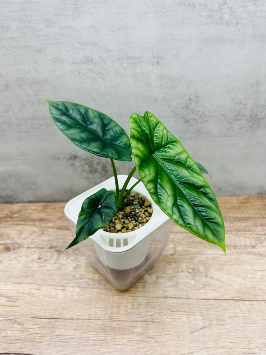 Alocasia Sinuata 'Quilted Dreams'